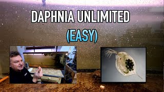 How I Raise Daphnia Water Fleas And You Can Too [upl. by Asirral596]