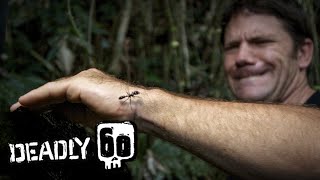 Handling The Worlds Biggest Ant  Deadly 60  BBC Earth Kids [upl. by Eseerehs20]