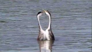 Dancing Grebes [upl. by Nonnad123]