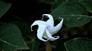 Datura Inoxia Blooming Time Lapse [upl. by Knipe]