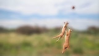 Caracal jump [upl. by Arahs]