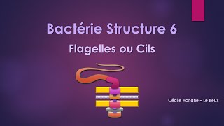 Bactérie Structure 6 FLAGELLES CILS [upl. by Denoting]