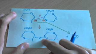 Enlace glucosídico glicosídico o Oglucosídico glúcidos [upl. by Britt]