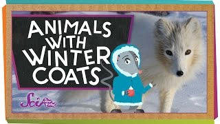 Animals with Winter Coats [upl. by Stochmal]