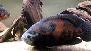 Introducing giant oscar cichlid to tank [upl. by Yerahcaz921]