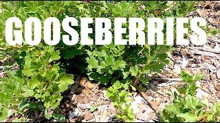 GOOSEBERRIES Everything You Need To Know [upl. by Attolrahc]