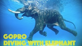 GoPro Swimming Elephant Underwater HD [upl. by Eibor]