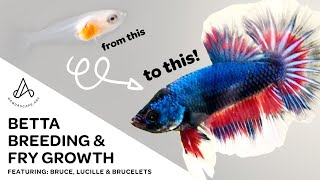 Fancy Koi Betta Breeding amp Fry Growth  Day 1 to adult plakat HMPK [upl. by Montana429]