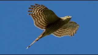 Sparrowhawk Bird Call Bird Song [upl. by Heyra]