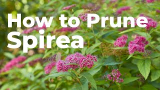 How to Prune Spirea in Early Spring [upl. by Emirej]