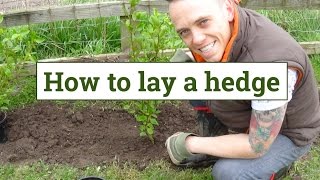 How to plant a garden hedge [upl. by Orit518]