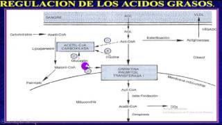 Cetoacidosis Diabetica y EHH  Repaso fisiopatologia  Grupo Atlas [upl. by Alad64]