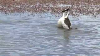 Hooded Grebe courtship dance rare footage from quotTango in the Windquot [upl. by Aitercal994]