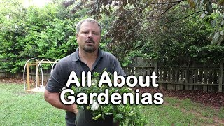 ALL ABOUT GARDENIAS  Details about different varieties and how to grow Gardenias [upl. by Virgel776]