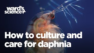 Caring and Culturing for Daphnia [upl. by Leonhard708]