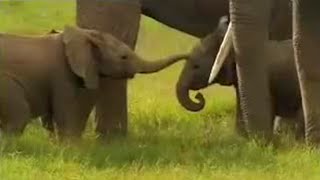 Cute Baby Elephants Fighting  David Attenborough  BBC Studios [upl. by Sisco902]