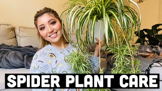 HOW TO PROPAGATE SPIDER PLANTS  SPIDER PLANT CARE [upl. by Chi]