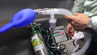 How to connect inline nebulizer to LTV 1200 Ventilator [upl. by Hymen]