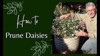 How to Prune Daisies [upl. by Howlan886]