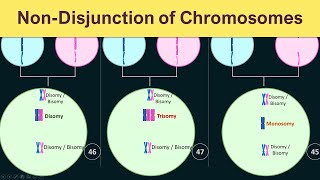 NonDisjunction of chromosomes  Trisomy Monosomy amp Disomy [upl. by Mcleroy]