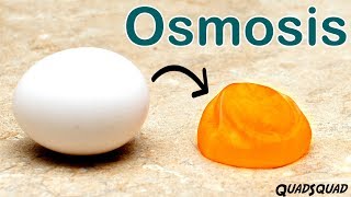 Eggs and Osmosis  A Fun Science Experiment [upl. by Necaj]