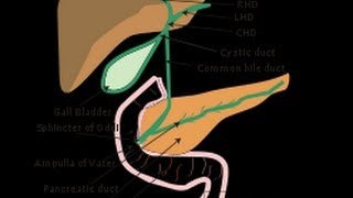 Ampulla of Vater [upl. by Mccormac]