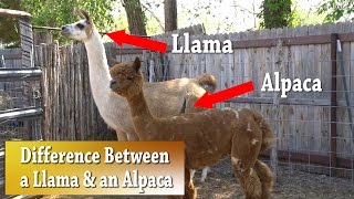 Llama vs Alpaca  Whats the difference [upl. by Kellyn58]