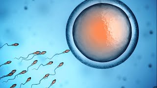 Human Physiology  Fertilization and Implantation [upl. by Koal]