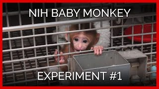 Human Intruder Tests  NIH Baby Monkey Experiment 1 [upl. by Alahs707]