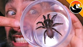 Milking the Worlds Most Venomous Spider [upl. by Broucek]