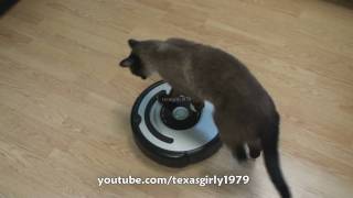 Cat shows HOW TO use iRobot Roomba Vacuum [upl. by Sinnard]