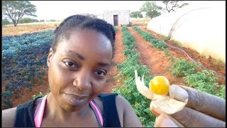 Growing Cape Gooseberries for the 1st time  Superfood [upl. by Domonic470]