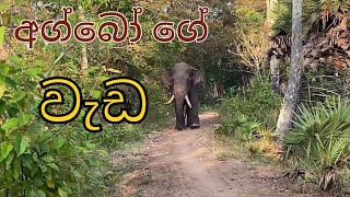 අග්බෝගෙ දින චර්යාව 🐘 [upl. by Aynodal351]