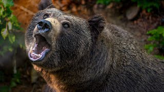 Bear sounds with snarling and growling for 8 hours [upl. by Ecnirp]