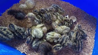 Brooding Quail Chicks [upl. by Goines]