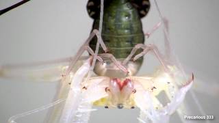 Tailless Whip Spider molt  UP CLOSE [upl. by Forbes466]