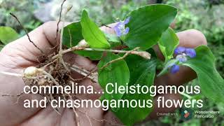 Cleistogamous flowersCommelinaAutogamy [upl. by Fidele]