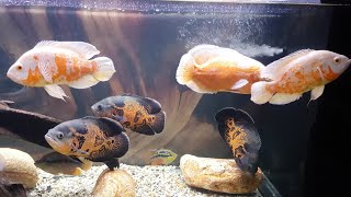 Astronotus ocellatus 3  tank update [upl. by Clarita]