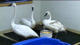 Why Are More Trumpeter Swans Getting Shot [upl. by Yaker1]