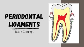 Periodontal ligaments Introductory Concepts [upl. by Scharaga]