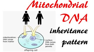 What is Mitochondrial DNA Three Fun Facts About mtDNA [upl. by Jimmy]