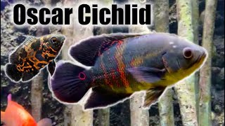 Oscar Cichlid  Care Guide amp Species Profile [upl. by Olumor]