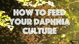 How To Feed Your Daphnia Culture [upl. by Nele]