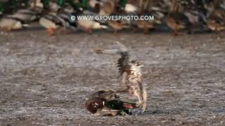 Prairie Falcon takes out a drake mallard [upl. by Sialac492]