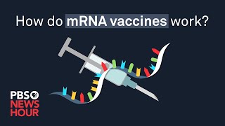 How do mRNA COVID19 vaccines work [upl. by Rammaj]