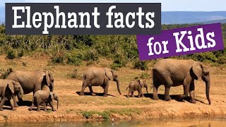 Elephant Facts for Kids [upl. by Oleta]