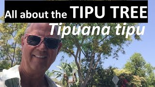 All about the Tipu Tree  Tipuana tipu [upl. by Anairda]