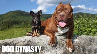 Hulk amp The Chihuahua With The Pit Bull Attitude  DOG DYNASTY [upl. by Benni]