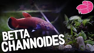 Wild Betta Channoides Unboxing and Spawning And Their New Low PH Planted Tank [upl. by Aihsyn]