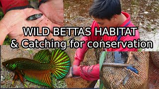 Catching Wild Bettas in THAILAND for breeding conservation Betta smaragdina natural habitat [upl. by Gunn]